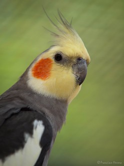 All About Cockatiels