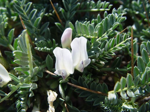 Astragalus plant