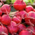 Beets - Natural nitrates in beets can improve your focus and concentration.