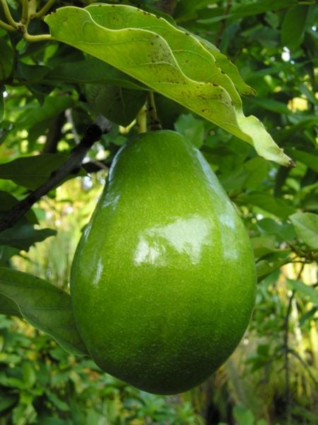 Avocados are fruit that grow on trees and ripen after being harvested
