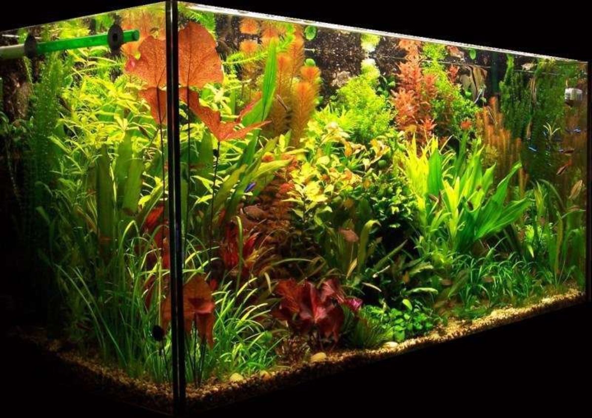 Best Fish Tank Substrate For Live Plants Best Substrate For Low Tech Planted Tank
