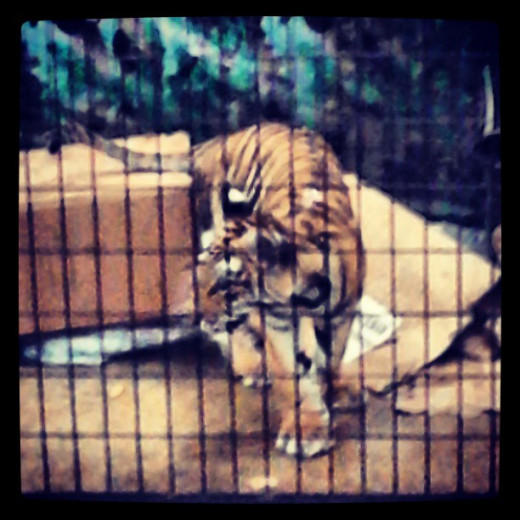 Tiger Zoo Life.