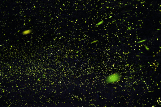 Catskills Fireflies (99 exposures) (CC BY 2.0