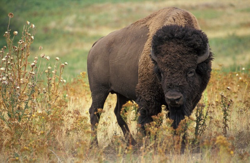 Bison still inhabit Kansas.