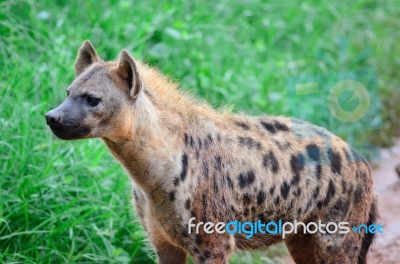 The Yipping Hyena (aka the cook).