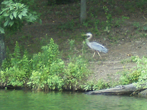 One of the many Herons I have watched fishing and tracking their dinner