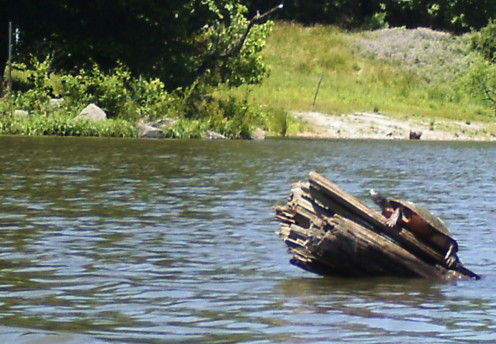 A sunning turtle