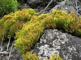 psilotum nudum psilotum nudum