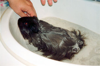 Photo from Simona's Guinea Pig Site