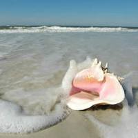 No, conch shells are not that clean when you find them underwater -- if you find them. They must be cleaned and polished. (You'll have more of a chance of finding one in a gift shop than the ocean floor, especially near a beach).  