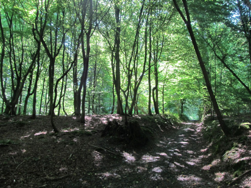 The Sonian Forest