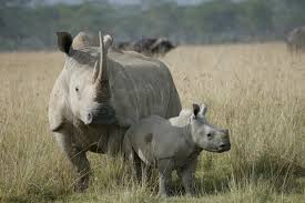 A rhino and her baby
