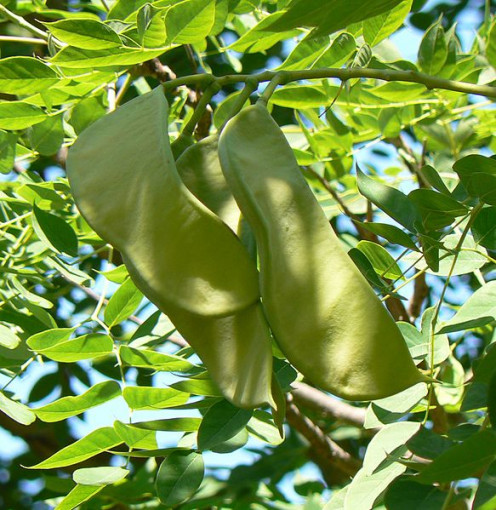 Kentucky Coffeetree, state heritage tree. Roasted seeds and pods can be used for a coffee substitute. Unroasted, they are poisonous.