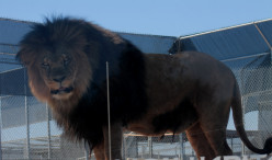 The Lion Habitat Ranch: A Sense of Pride