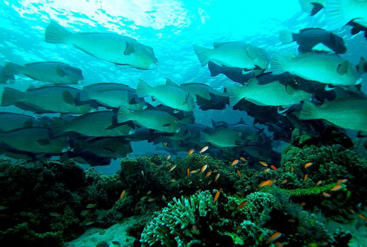 Marine life in the waters of Sipadan Island, Sabah