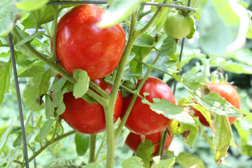 Just waiting to become salsa