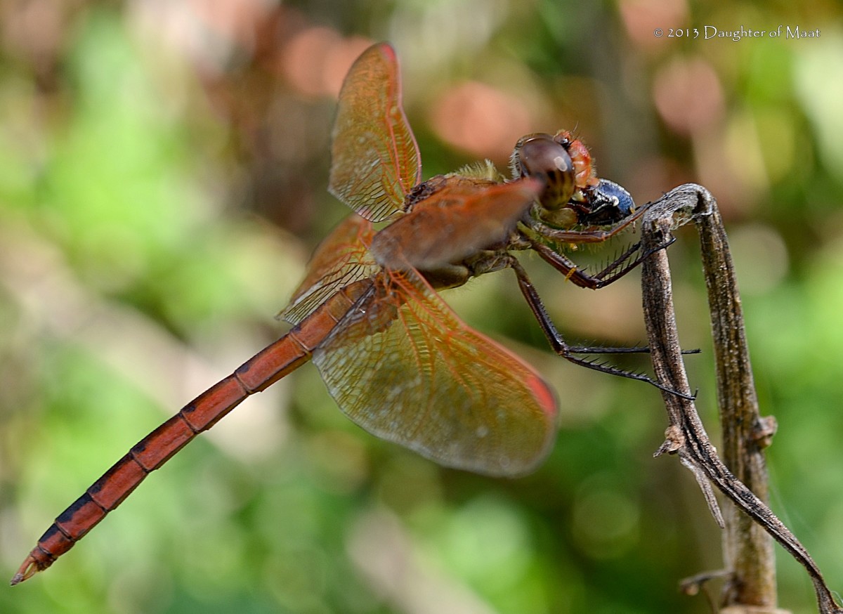 How many legs does a dragonfly have?