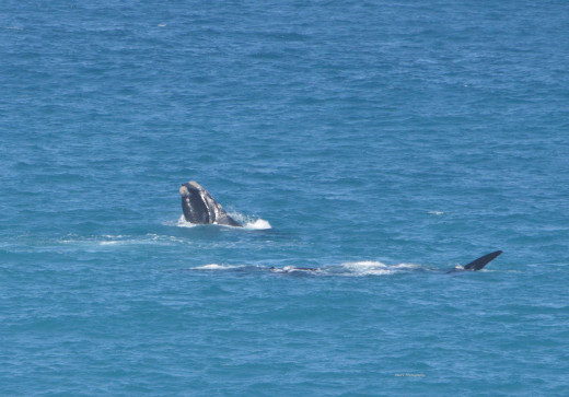 Whales showing off at the head of the bite. This is 12 k's off the main highway. Well worth a look during the breeding season