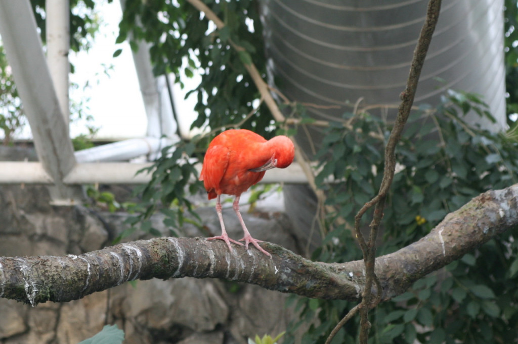 how do birds find their food hubpages how do birds find their food hubpages