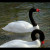 Black-necked swan lake