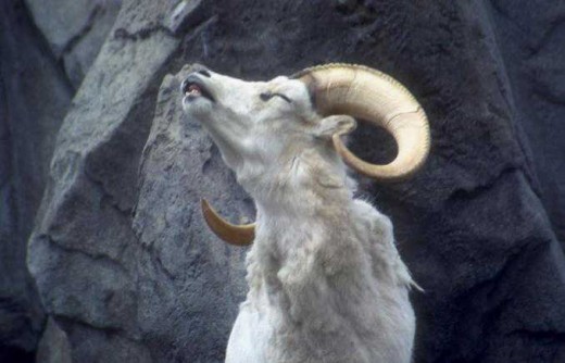 Stubborn Goat