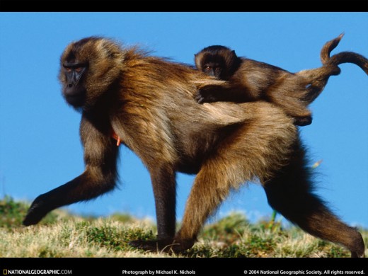 Baby Gelada (from www.nationalgeographic.com)
