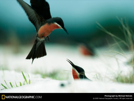 Rosy Bee-Eaters (from www.nationalgeographic.com)