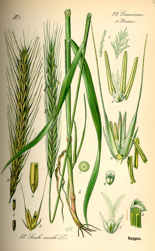 Rye (Secale cereale).