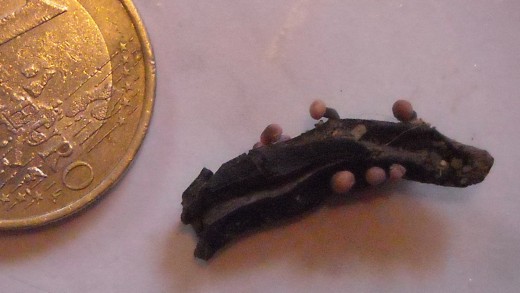Stroma of Claviceps purpurea.
