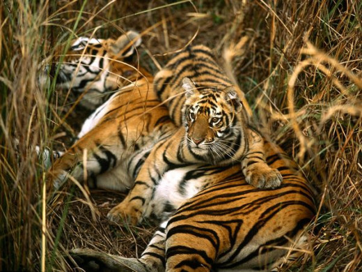 A tigress with her cub!