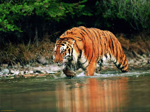 Prowling through the water