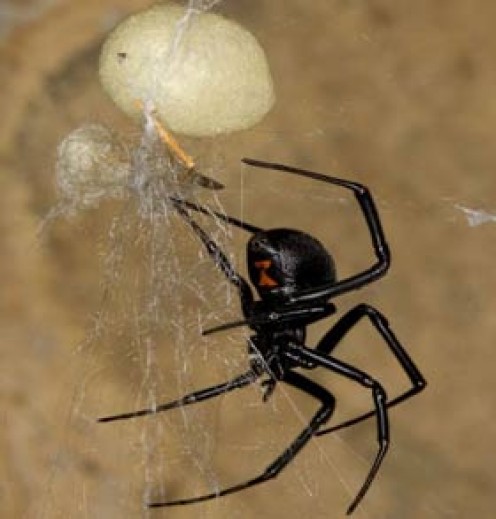 Most Dangerous Spiders in California Most Dangerous Spiders in California