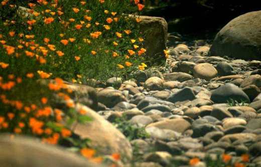 Flowers Along A Creek