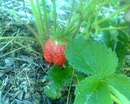 The sweetness of fresh-picked strawberries is a lush reward for the year-round care and attention I give them. Yum!
