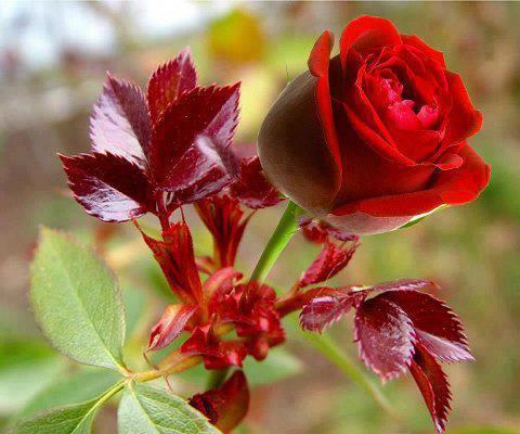 Red Roses for True Love