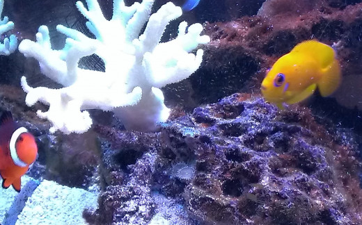 Nemo and my Lemonpeel Angel