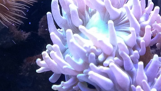 I loved my Duncan Coral.  It seemed to wave to me whenever I approached the tank.