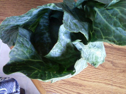 Recipe for a Vegan Pot of Cabbage