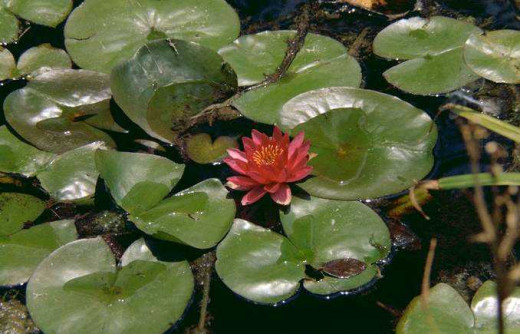 Water Lilly