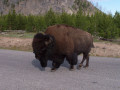 Explore the Beauty of Yellowstone National Park