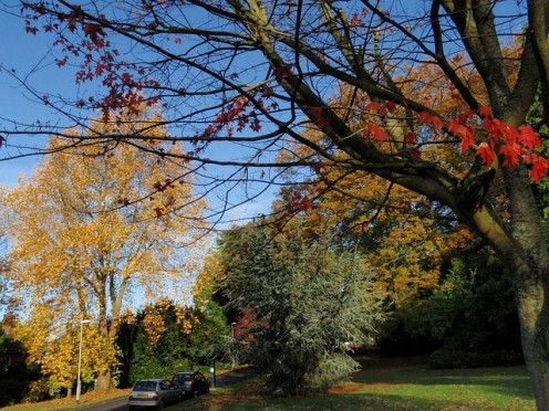 Tree colours, University of Exeter campus A variety of shades on offer by Streatham Drive, west of Washington Singer.