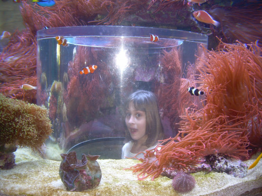 In the tank with the fishes at Sea World, FL