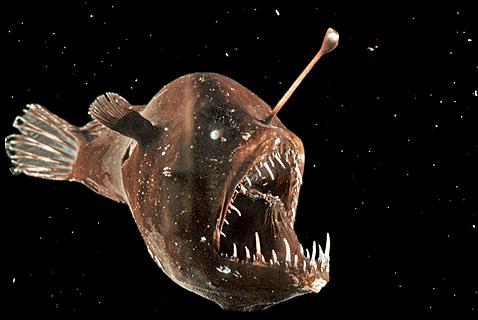 A deep-sea Anglerfish, the perfect example of the variance of life on Earth based on environment. These hideous things live very deep in the ocean, going as far down as 2 kilometers. 