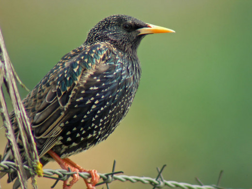 Starling - quick in thinking and reaction.
