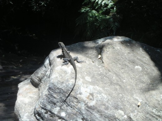 A Dinosaurette