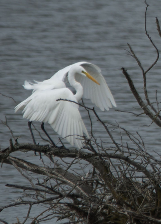 Great Egret