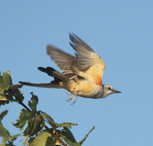 Scissor-tailed Flycatcher in Flight