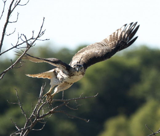 Red-tailed Hawk in Flight