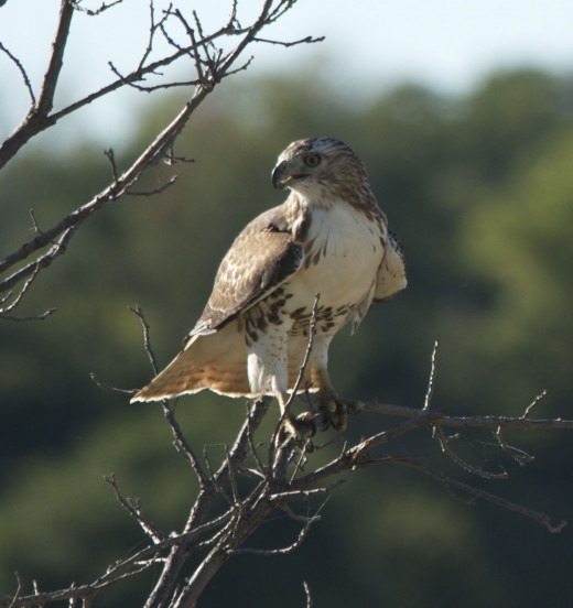 Immature Red-tailed Hawk