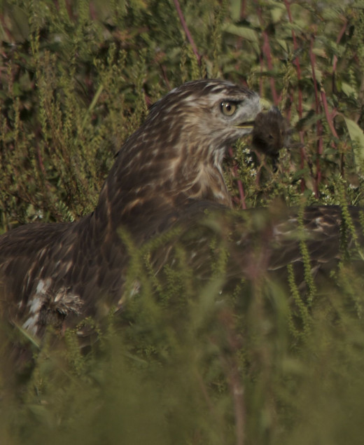 Immature Red-tailed Hawk with His Mouse